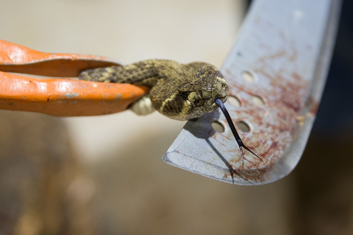 A rattlesnake head, just chopped from its body, continues to show signs of life as it's held up for attendees during the Sweetwater Rattlesnake Roundup, March 10, 2018.