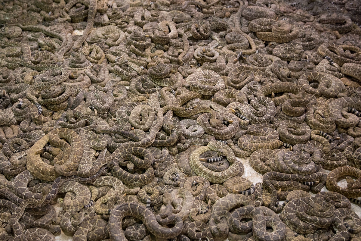 The rattlesnake viewing pit at the Sweetwater Rattlesnake Roundup, March 10, 2018.