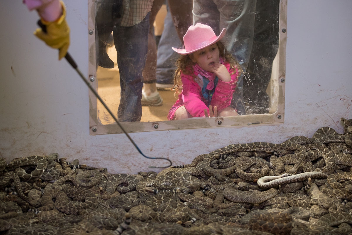 A young girl peers into a pit of rattlesnakes during the Sweetwater Rattlesnake Roundup at Nolan County Coliseum on March 10, 2018 in Sweetwater, Texas / AFP PHOTO / Loren Ellio