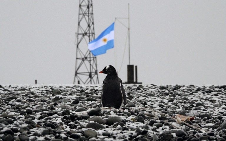 Un manchot devant la base argentine Teniente Cámara, le 8 mars 2014 Un manchot devant la base argentine Teniente Cámara, le 8 mars 2014