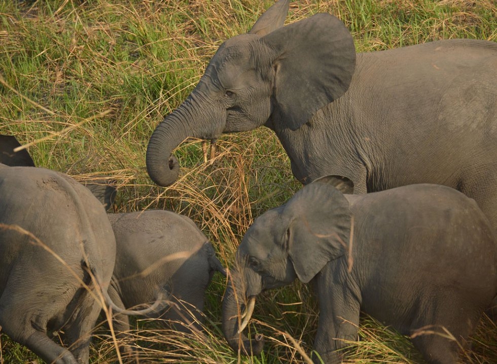 Des éléphants dans le parc national de la Garamba, en R.D. du Congo, le 7 février 2016 (AFP / Tony Karumba)