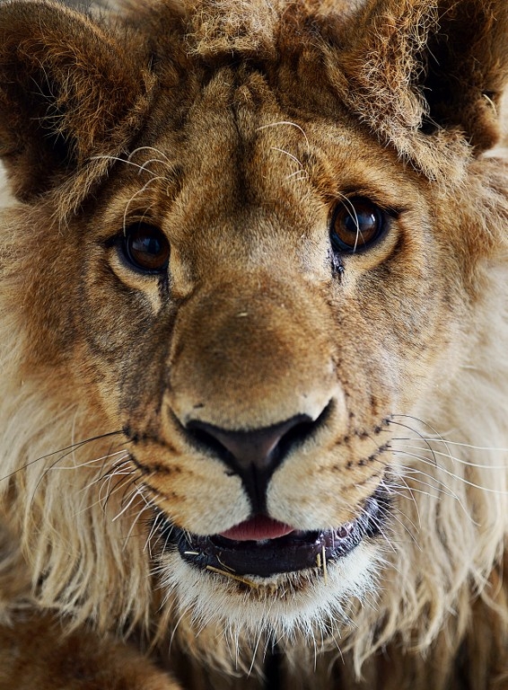 Le lion Marjan au zoo de Kaboul, le 18 mars Le lion Marjan au zoo de Kaboul, le 18 mars