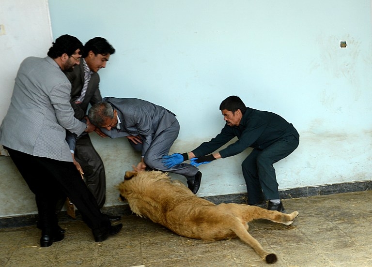 Le lion Marjan joue avec ses gardiens du zoo de Kaboul Le lion Marjan joue avec ses gardiens du zoo de Kaboul