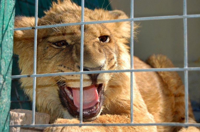 Le lionceau, âgé de six mois, photographié chez son ancien propriétaire Le lionceau, âgé de six mois, photographié chez son ancien propriétaire