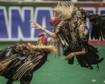 This file photo taken on December 3, 2016 shows cocks fighting during a cock fighting tournament on the outskirts of Antananarivo. Cockfighting is held during the week end and is a tradition with asian roots still practiced in Madagascar.