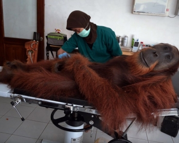 INDONESIA-ENVIRONMENT-CONSERVATION-SPECIES-ORANGUTAN