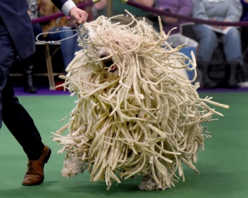 Un komondor au Westminster Dog Show 2016 à New York (AFP / Timothy A. Clary)