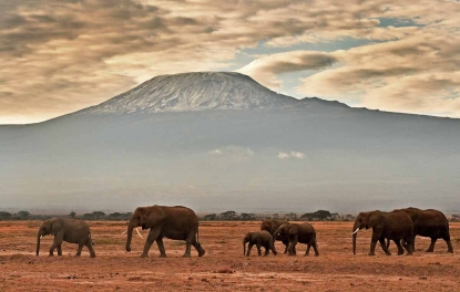 Le Grand Éléphant Et Les Acacias Des Plaines Du Parc D'Amboseli. Voyagez En  Afrique Exotique. Le Célèbre Mont Kilimandjaro Enneigé. Magnifiques Animaux  Sauvages De La Savane Africaine. Banque D'Images et Photos Libres
